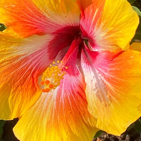 Enjoy a flower! - Picture 2 of 2